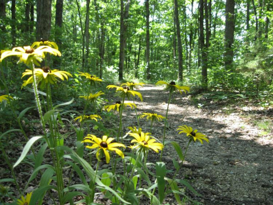 Busiek State Forest - Trail